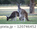オーストラリア　野生カンガルー　お腹に赤ちゃん 120746452