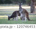 オーストラリア　カンガルー　お腹に赤ちゃん 120746453