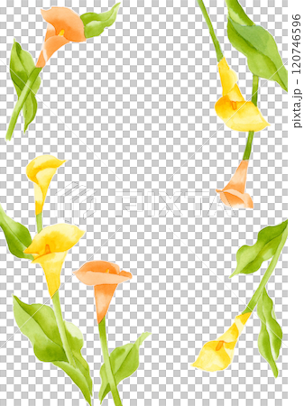 Yellow and orange calla lily flower frame illustration Yellow and orange calla lily flower frame illustration 120746596
