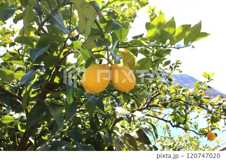 瀬戸内レモン 120747020