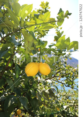 瀬戸内レモン 120747022