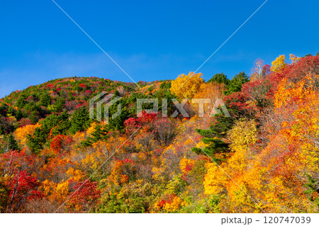福島県福島市　高湯温泉と土湯峠を結ぶ磐梯吾妻スカイラインの乙女沢付近の鮮やかな紅葉 120747039