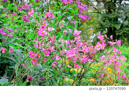 北海道紀行　　　10月上旬の上野ファーム　後編　　　紅葉の上野ファーム　　　秋の上野ファーム 120747090