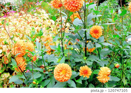 北海道紀行 10月上旬の上野ファーム 後編 紅葉の上野ファーム 秋の上野ファーム 北海道紀行 10月上旬の上野ファーム 後編 紅葉の上野ファーム 秋の上野ファーム 120747105