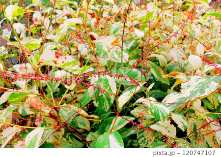 北海道紀行 10月上旬の上野ファーム 後編 紅葉の上野ファーム 秋の上野ファーム 北海道紀行 10月上旬の上野ファーム 後編 紅葉の上野ファーム 秋の上野ファーム 120747107