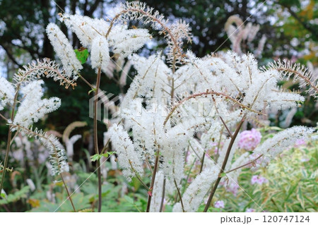 北海道紀行 10月上旬の上野ファーム 後編 紅葉の上野ファーム 秋の上野ファーム 北海道紀行 10月上旬の上野ファーム 後編 紅葉の上野ファーム 秋の上野ファーム 120747124