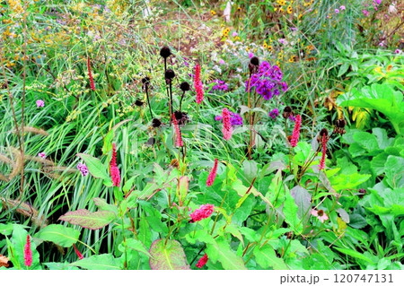 北海道紀行　　　10月上旬の上野ファーム　後編　　　紅葉の上野ファーム　　　秋の上野ファーム 120747131