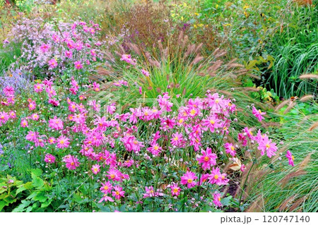 北海道紀行　　　10月上旬の上野ファーム　後編　　　紅葉の上野ファーム　　　秋の上野ファーム 120747140