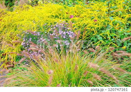 北海道紀行　　　10月上旬の上野ファーム　後編　　　紅葉の上野ファーム　　　秋の上野ファーム 120747161
