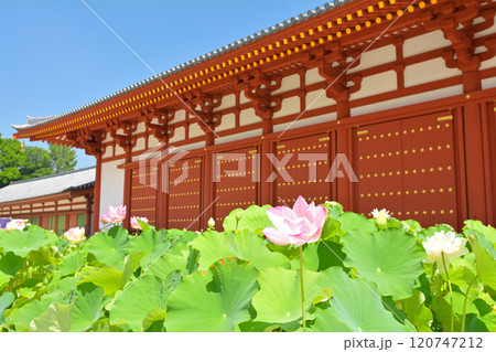 奈良・薬師寺 奈良・薬師寺 120747212