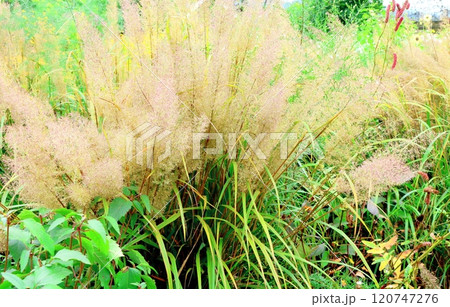 北海道紀行 10月上旬の上野ファーム 後編 紅葉の上野ファーム 秋の上野ファーム 北海道紀行 10月上旬の上野ファーム 後編 紅葉の上野ファーム 秋の上野ファーム 120747276