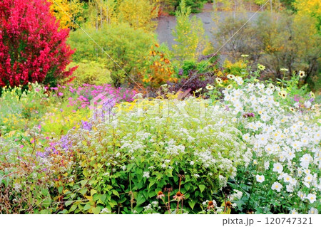 北海道紀行　　　10月上旬の上野ファーム　後編　　　紅葉の上野ファーム　　　秋の上野ファーム 120747321