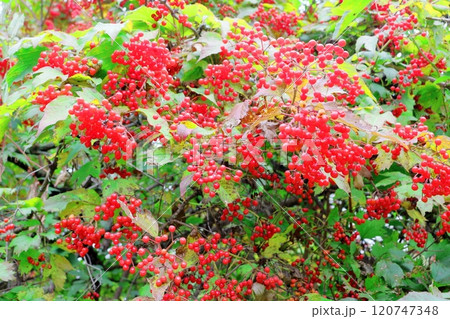 北海道紀行　　　10月上旬の上野ファーム　後編　　　紅葉の上野ファーム　　　秋の上野ファーム 120747348