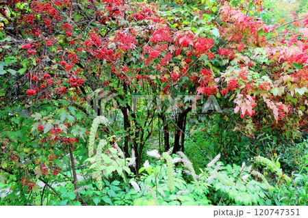 北海道紀行　　　10月上旬の上野ファーム　後編　　　紅葉の上野ファーム　　　秋の上野ファーム 120747351