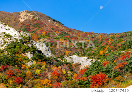 福島県福島市　高湯温泉と土湯峠を結ぶ磐梯吾妻スカイラインのカモシカ沢付近の鮮やかな紅葉 120747439