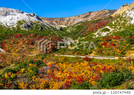 福島県福島市　高湯温泉と土湯峠を結ぶ磐梯吾妻スカイラインのカモシカ沢付近の鮮やかな紅葉 120747440