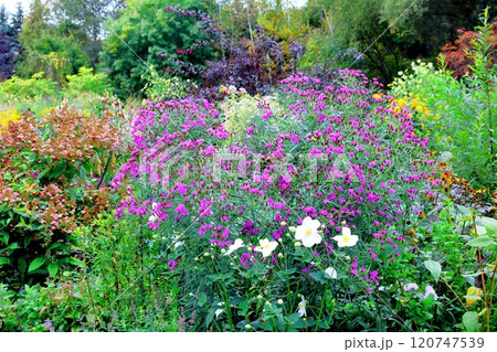 北海道紀行　　　10月上旬の上野ファーム　後編　　　紅葉の上野ファーム　　　秋の上野ファーム 120747539