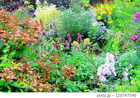 北海道紀行　　　10月上旬の上野ファーム　後編　　　紅葉の上野ファーム　　　秋の上野ファーム 120747540