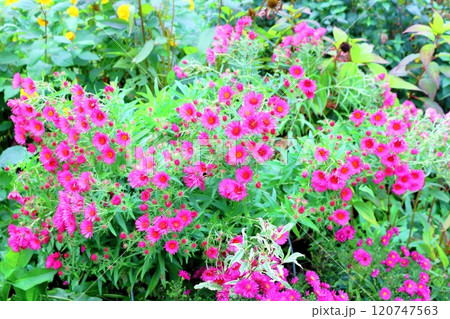 北海道紀行　　　10月上旬の上野ファーム　後編　　　紅葉の上野ファーム　　　秋の上野ファーム 120747563