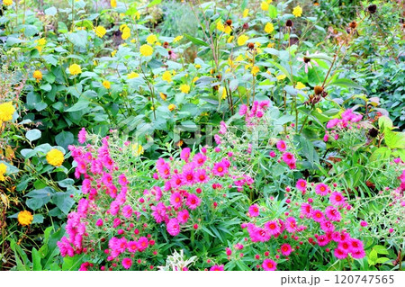 北海道紀行　　　10月上旬の上野ファーム　後編　　　紅葉の上野ファーム　　　秋の上野ファーム 120747565