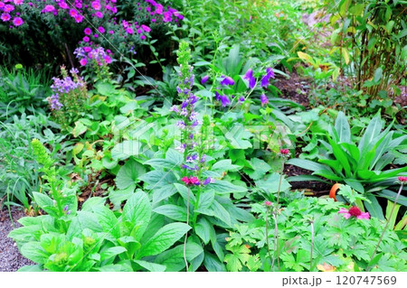 北海道紀行　　　10月上旬の上野ファーム　後編　　　紅葉の上野ファーム　　　秋の上野ファーム 120747569