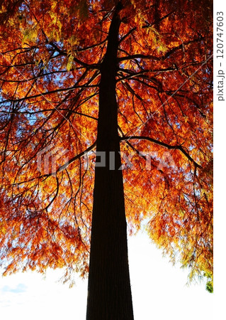 真っ赤な紅葉 真っ赤な紅葉 120747603