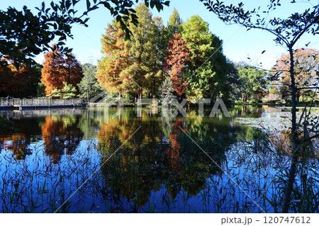 真っ赤な紅葉 真っ赤な紅葉 120747612