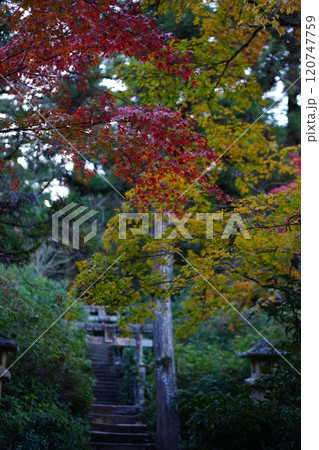紅葉したもみじ 120747759