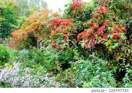 北海道紀行 10月上旬の上野ファーム 後編 紅葉の上野ファーム 秋の上野ファーム 北海道紀行 10月上旬の上野ファーム 後編 紅葉の上野ファーム 秋の上野ファーム 120747783