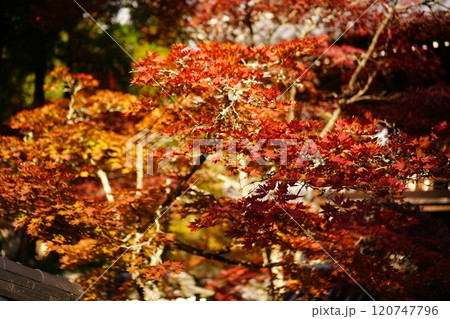 朝焼けに照らされた紅葉 120747796