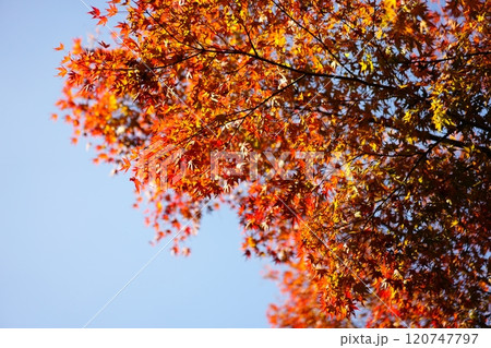 朝焼けに照らされた紅葉 朝焼けに照らされた紅葉 120747797