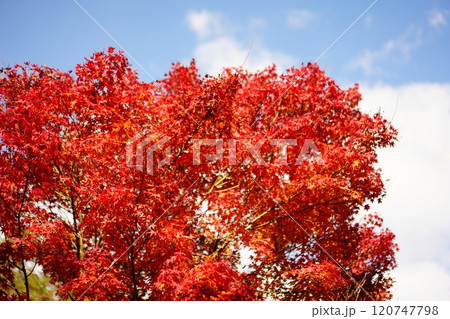 朝焼けに照らされた紅葉 朝焼けに照らされた紅葉 120747798
