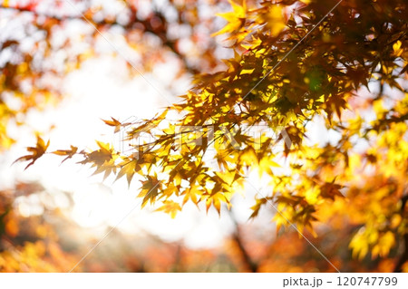 朝焼けに照らされた紅葉 120747799