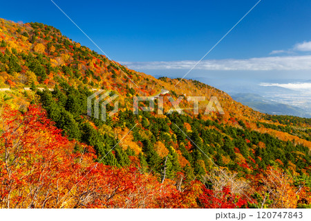 福島県福島市 高湯温泉と土湯峠を結ぶ磐梯吾妻スカイラインの乙女沢付近の鮮やかな紅葉 福島県福島市 高湯温泉と土湯峠を結ぶ磐梯吾妻スカイラインの乙女沢付近の鮮やかな紅葉 120747843