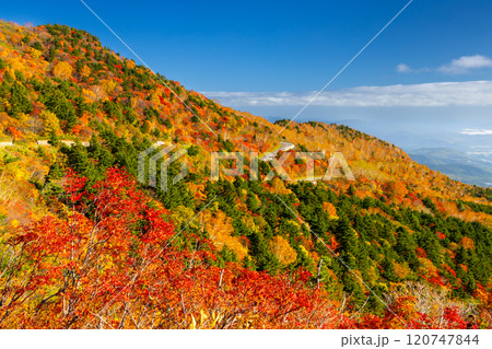 福島県福島市　高湯温泉と土湯峠を結ぶ磐梯吾妻スカイラインの乙女沢付近の鮮やかな紅葉 120747844