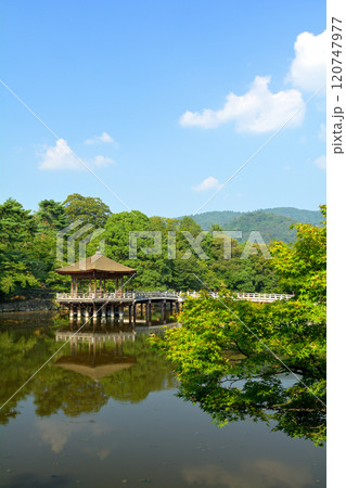 世界遺産・奈良公園 120747977