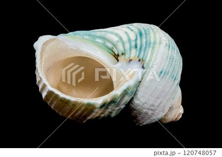 Green-Striped Marine Shell Turbo imperialis Green-Striped Marine Shell Turbo imperialis 120748057