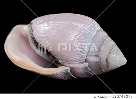 Pink Conch Shell Olivancillaria orbignyi 120748075