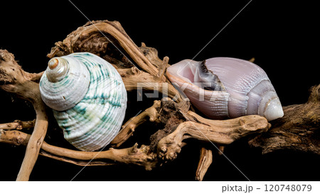 Green-Striped Marine Shell Turbo imperialis on Driftwood Green-Striped Marine Shell Turbo imperialis on Driftwood 120748079