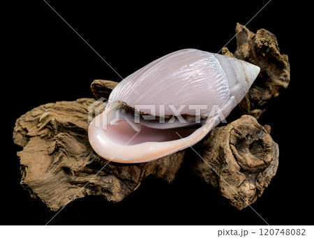 Pink Conch Shell Olivancillaria orbignyi on Driftwood Pink Conch Shell Olivancillaria orbignyi on Driftwood 120748082