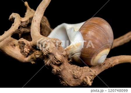 Brown Moon Snail Shell on black background Brown Moon Snail Shell on black background 120748099