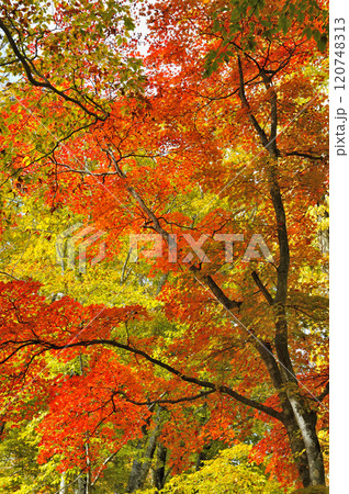 紅葉 120748313