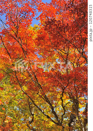 紅葉 紅葉 120748315