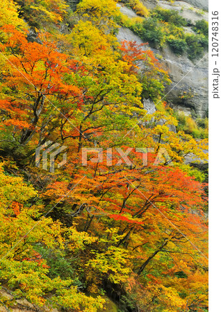 紅葉 紅葉 120748316