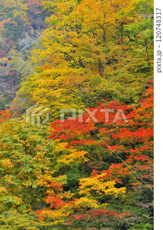 紅葉 紅葉 120748317
