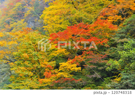 紅葉 紅葉 120748318