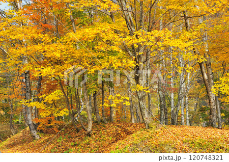 紅葉 紅葉 120748321