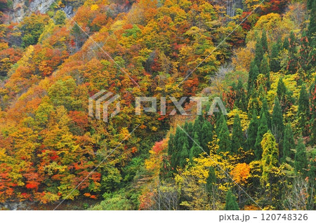 紅葉 120748326