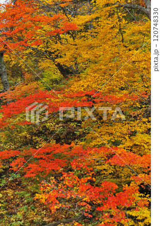 紅葉 120748330