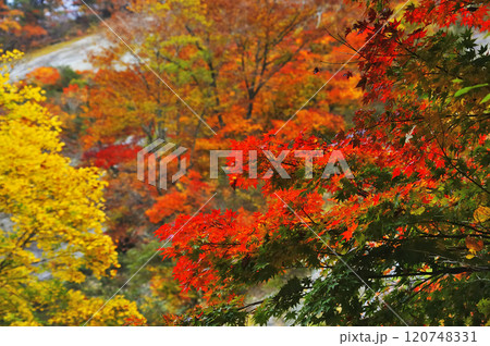 紅葉 紅葉 120748331